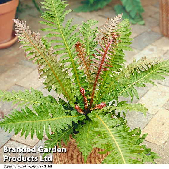 Blechnum brasiliense 'Volcano'