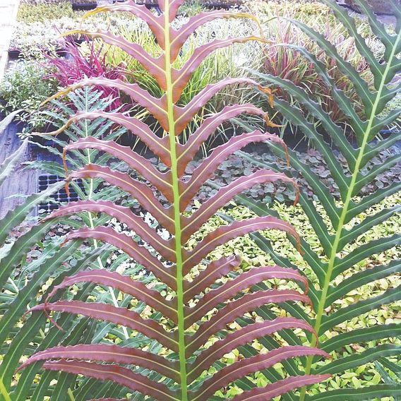 Blechnum brasiliense 'Volcano'