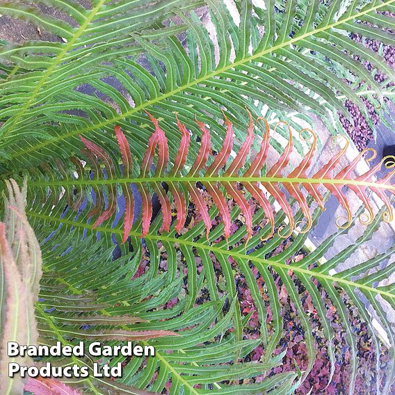 Blechnum brasiliense 'Volcano'