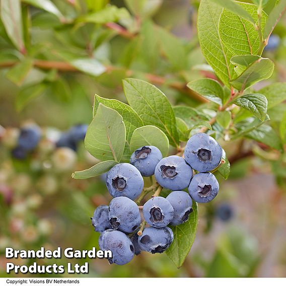 Blueberry 'Blue Suede'