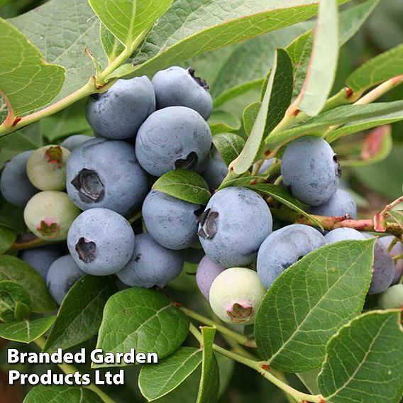 Blueberry 'Brigitta' (Late season)