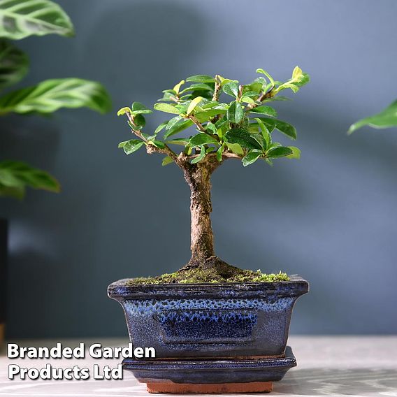 Bonsai Carmona microphylla