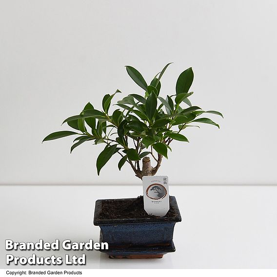 Bonsai Ficus In Ceramic Saucer