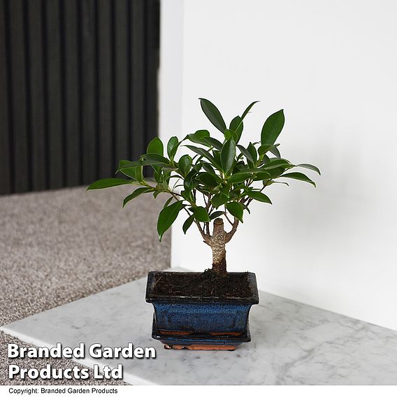 Bonsai Ficus In Ceramic Saucer