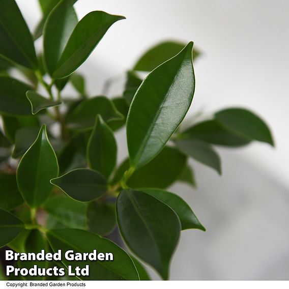 Bonsai Ficus In Ceramic Saucer