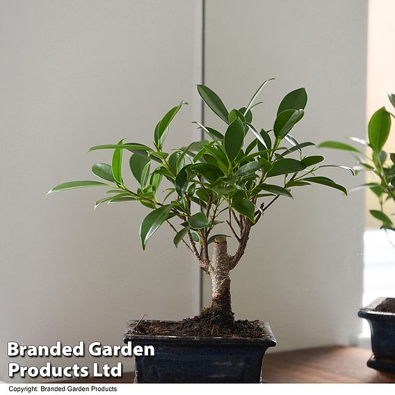 Bonsai Ficus In Ceramic Saucer