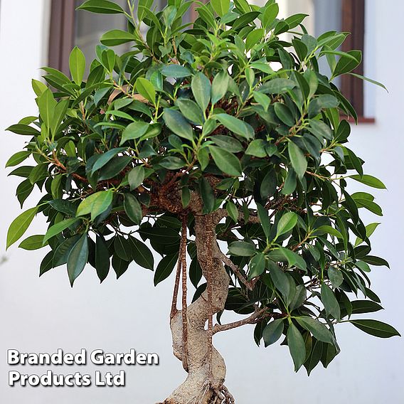 Bonsai Ficus In Ceramic Saucer