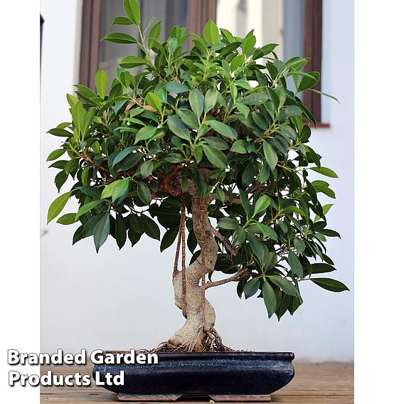 Bonsai Ficus In Ceramic Saucer