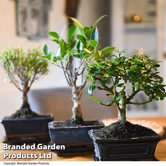 Bonsai Mix in Ceramic Pot