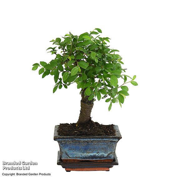 Bonsai Zelkova