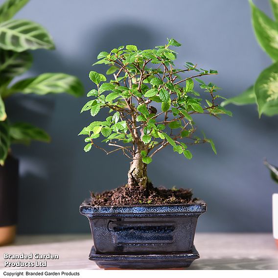 Bonsai Zelkova