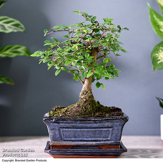 Bonsai Zelkova