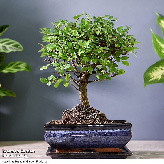 Bonsai Zelkova