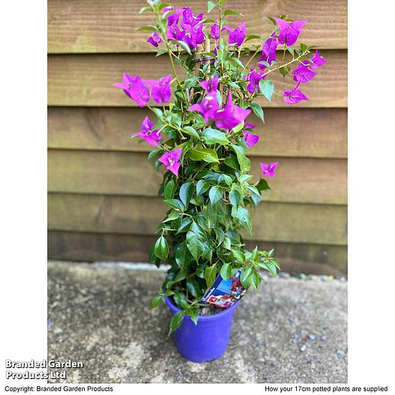 Bougainvillea 'Alexandra'