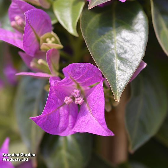 Bougainvillea 'Alexandra'