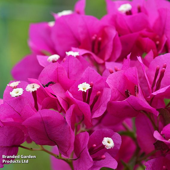 Bougainvillea 'Alexandra'