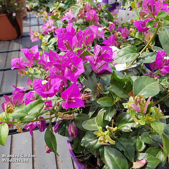 Bougainvillea 'Alexandra'