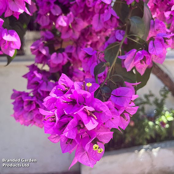 Bougainvillea 'Alexandra'