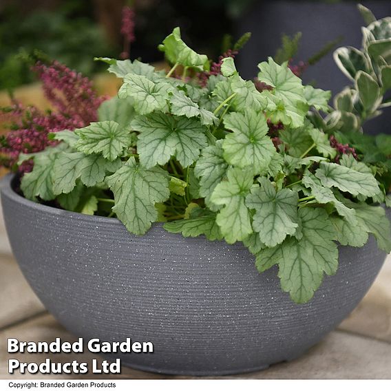 Bayadere Bowl Planter Dark Grey