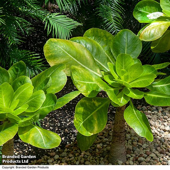 Brighamia insignis