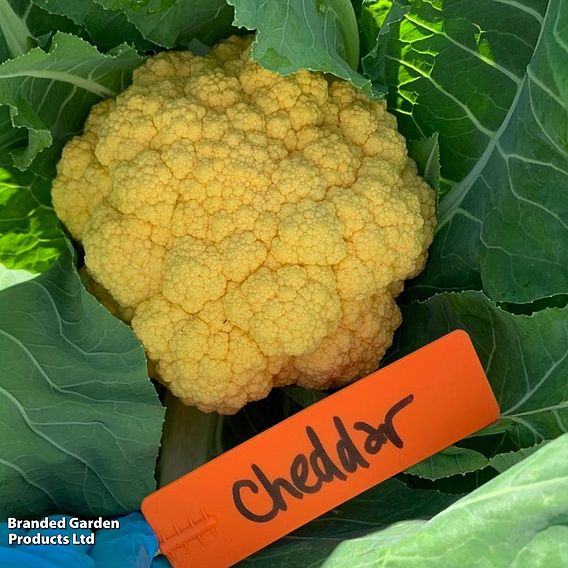 Cauliflower 'Cheddar' F1 Hybrid (Summer/Autumn) - Seeds