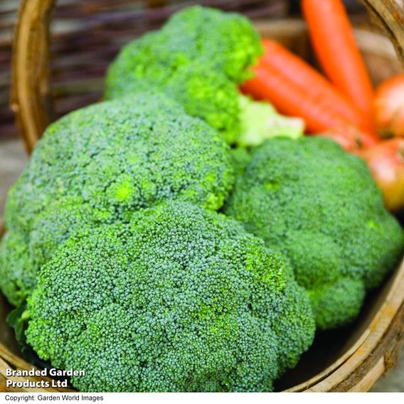 Broccoli F1 'Green Magic' - Seeds