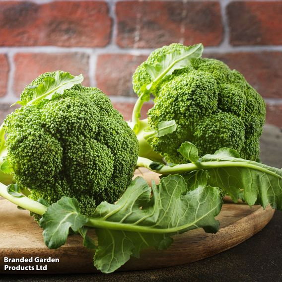 Broccoli F1 'Green Magic' - Seeds