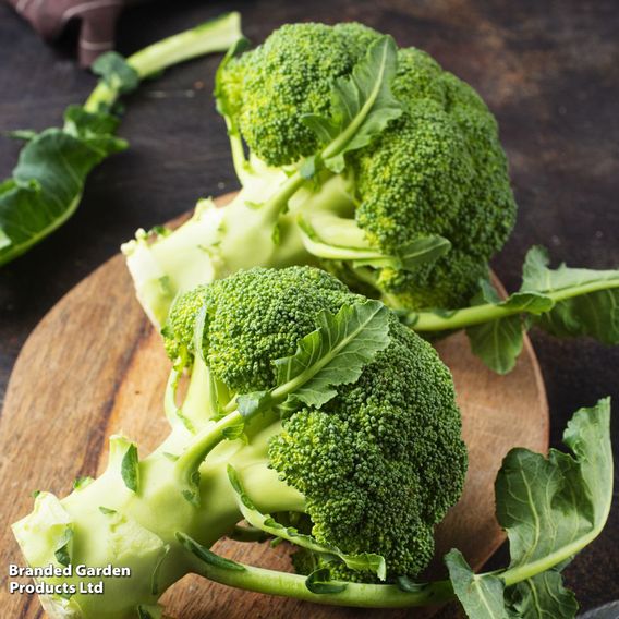 Broccoli F1 'Green Magic' - Seeds