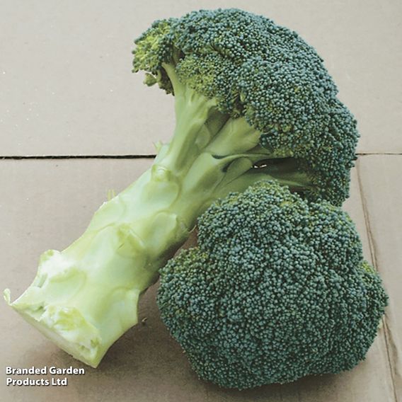 Broccoli F1 'Green Magic' - Seeds