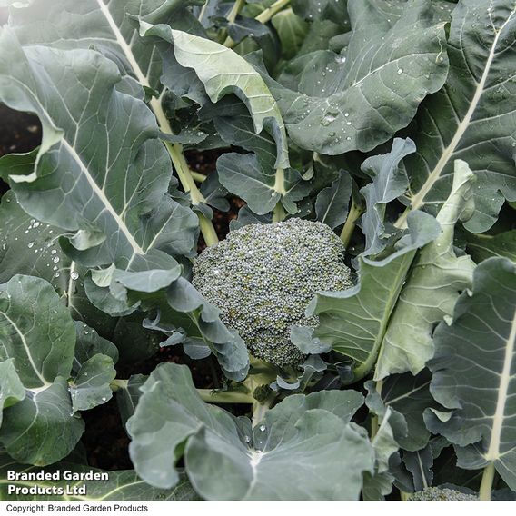 Broccoli F1 'Green Magic' - Seeds