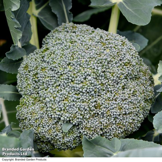 Broccoli F1 'Green Magic' - Seeds