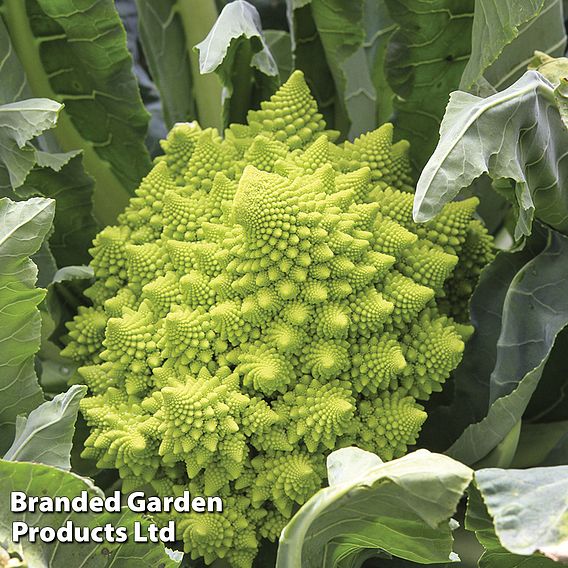 Cauliflower (Romanesco) 'Veronica' - Seeds