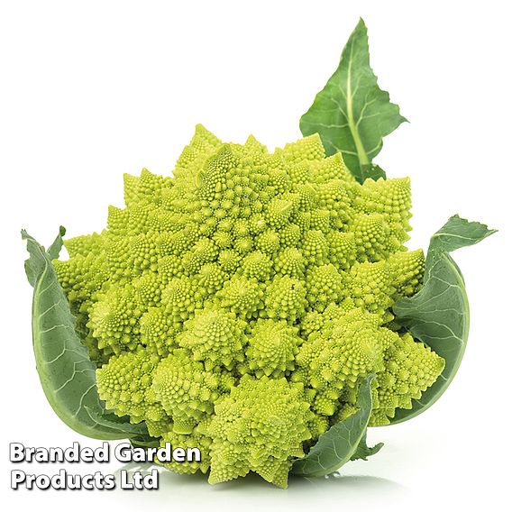 Cauliflower (Romanesco) 'Veronica' - Seeds