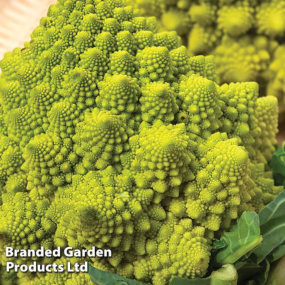 Cauliflower (Romanesco) 'Veronica' - Seeds