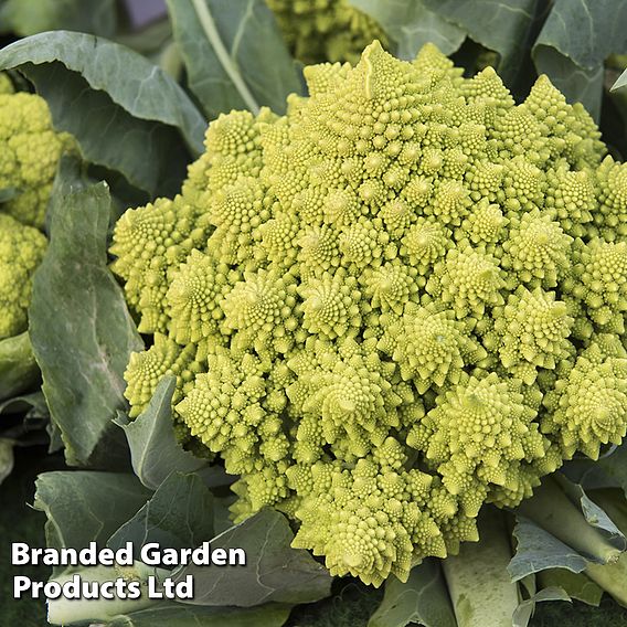 Cauliflower (Romanesco) 'Veronica' - Seeds