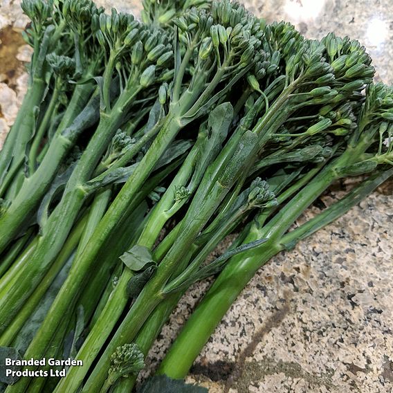 Broccoli 'Tenderette' F1 - Seeds (Sprouting type)