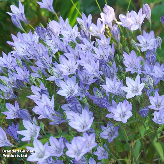 202 Summer Colour Bulb and Bare Root Collection