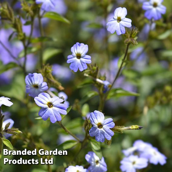 Browallia 'Americana Blue Lady' - Seeds