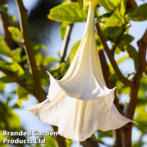 Brugmansia 'Single White'