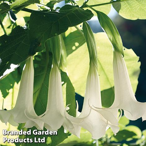 Brugmansia 'Single White'