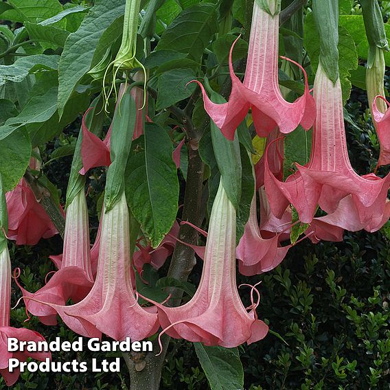 Angels Trumpet Tricolour