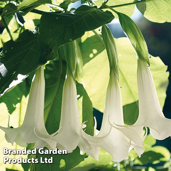 Angels Trumpet Tricolour