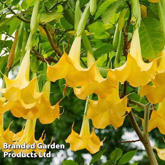 Angels Trumpet Tricolour