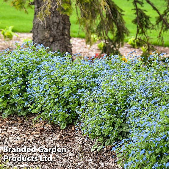 Brunnera 'Jack Of Diamonds'