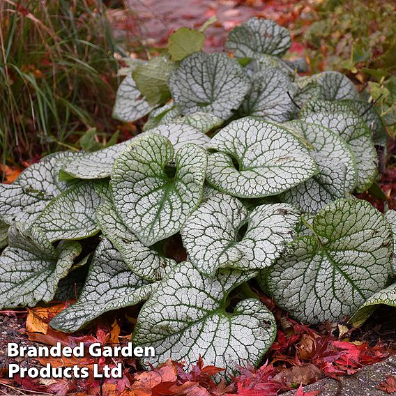 Brunnera 'Jack Of Diamonds'