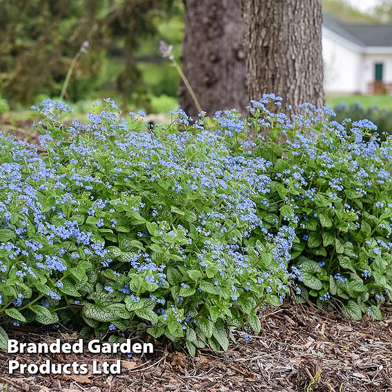 Brunnera 'Jack Of Diamonds'