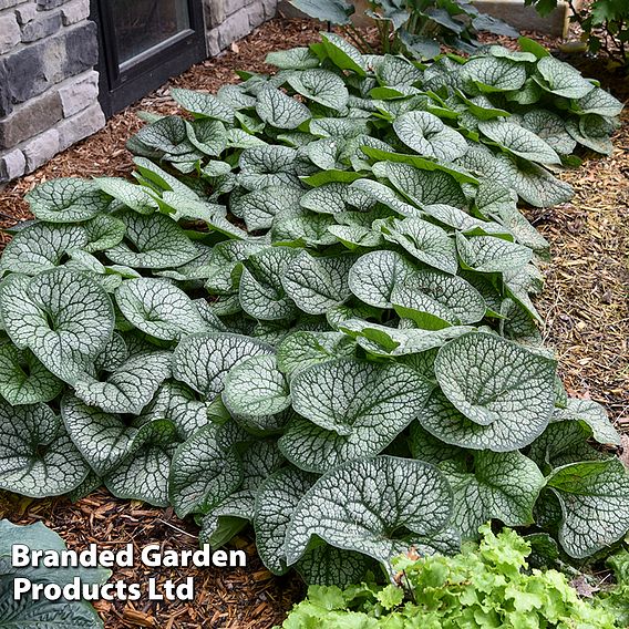 Brunnera 'Jack Of Diamonds'