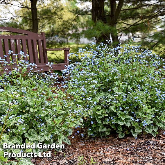 Brunnera 'Jack Of Diamonds'