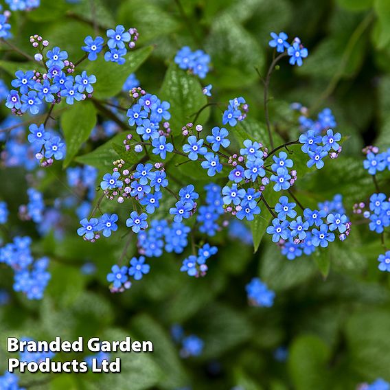 Brunnera 'Jack Of Diamonds'