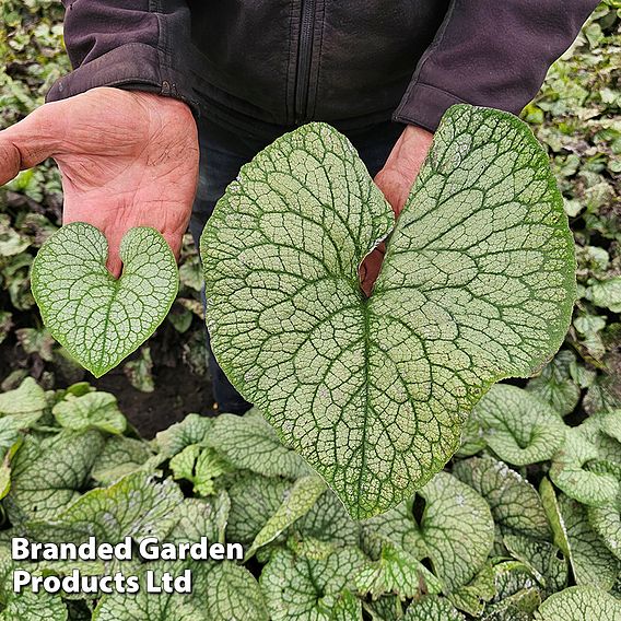 Brunnera 'Jack Of Diamonds'